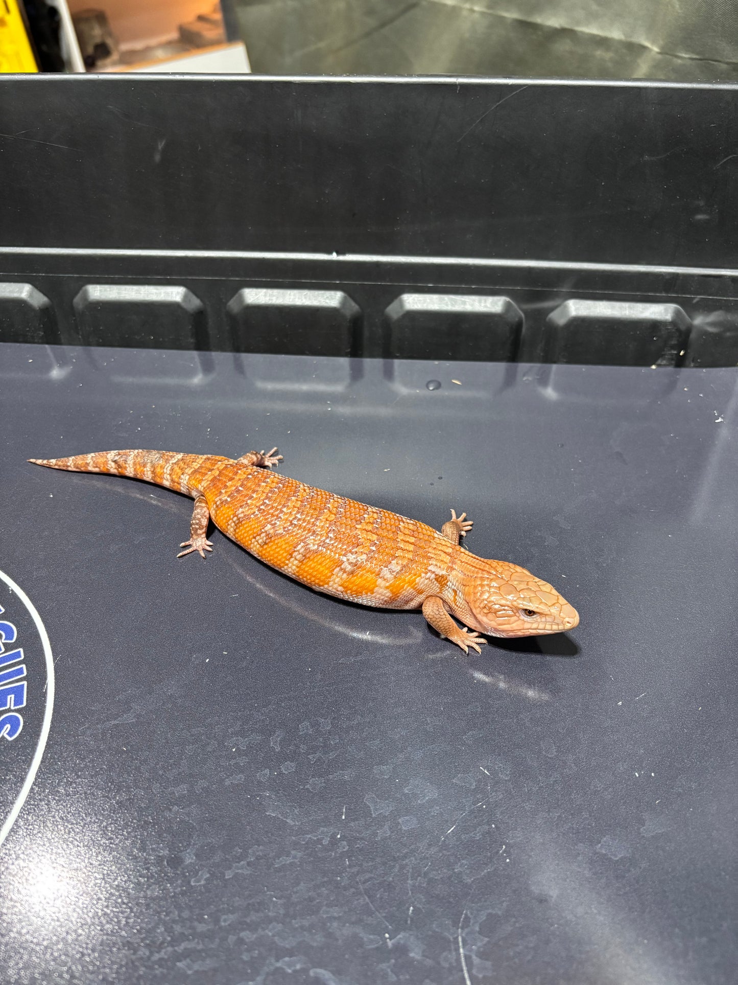 Orange Northern 2026AI4