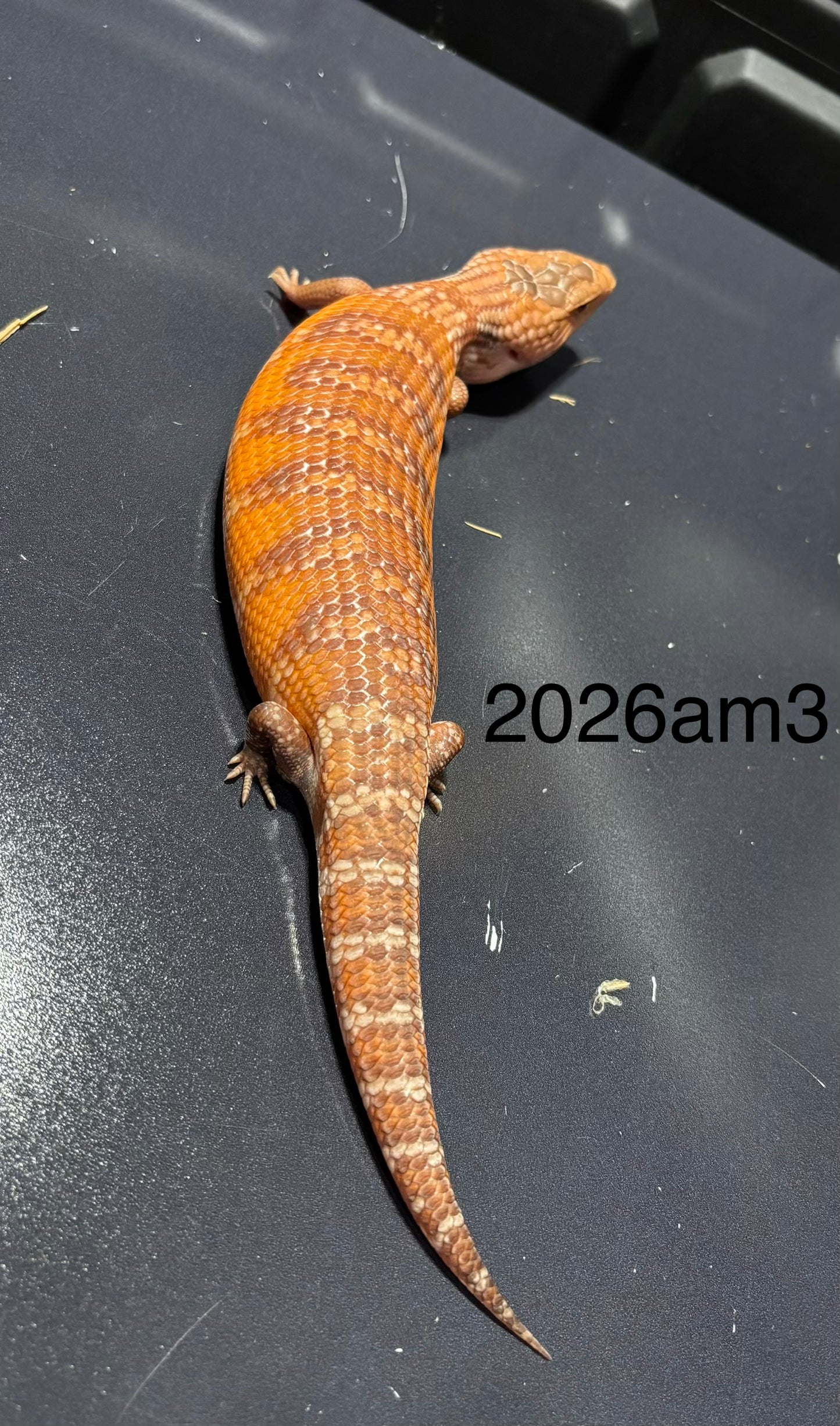Red Northern 2026AM3