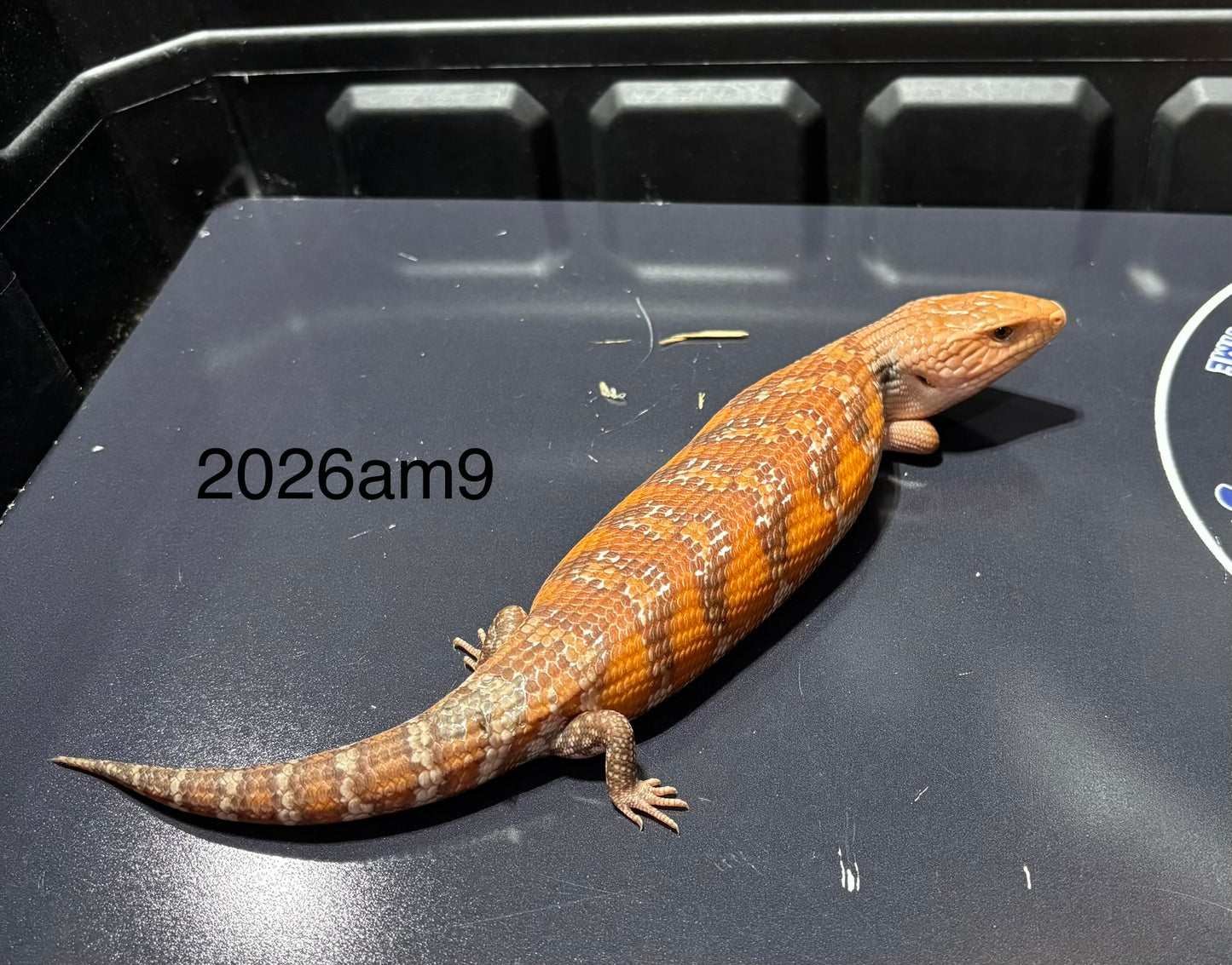 Red Northern 2026AM9