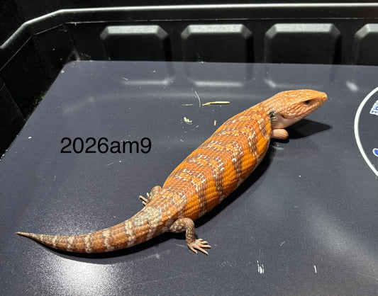 Red Northern 2026AM9