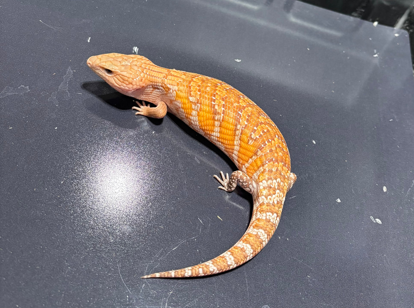 Orange Northern 2026AI5