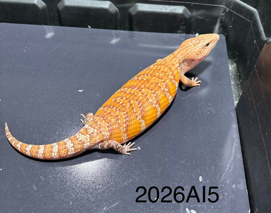 Orange Northern 2026AI5