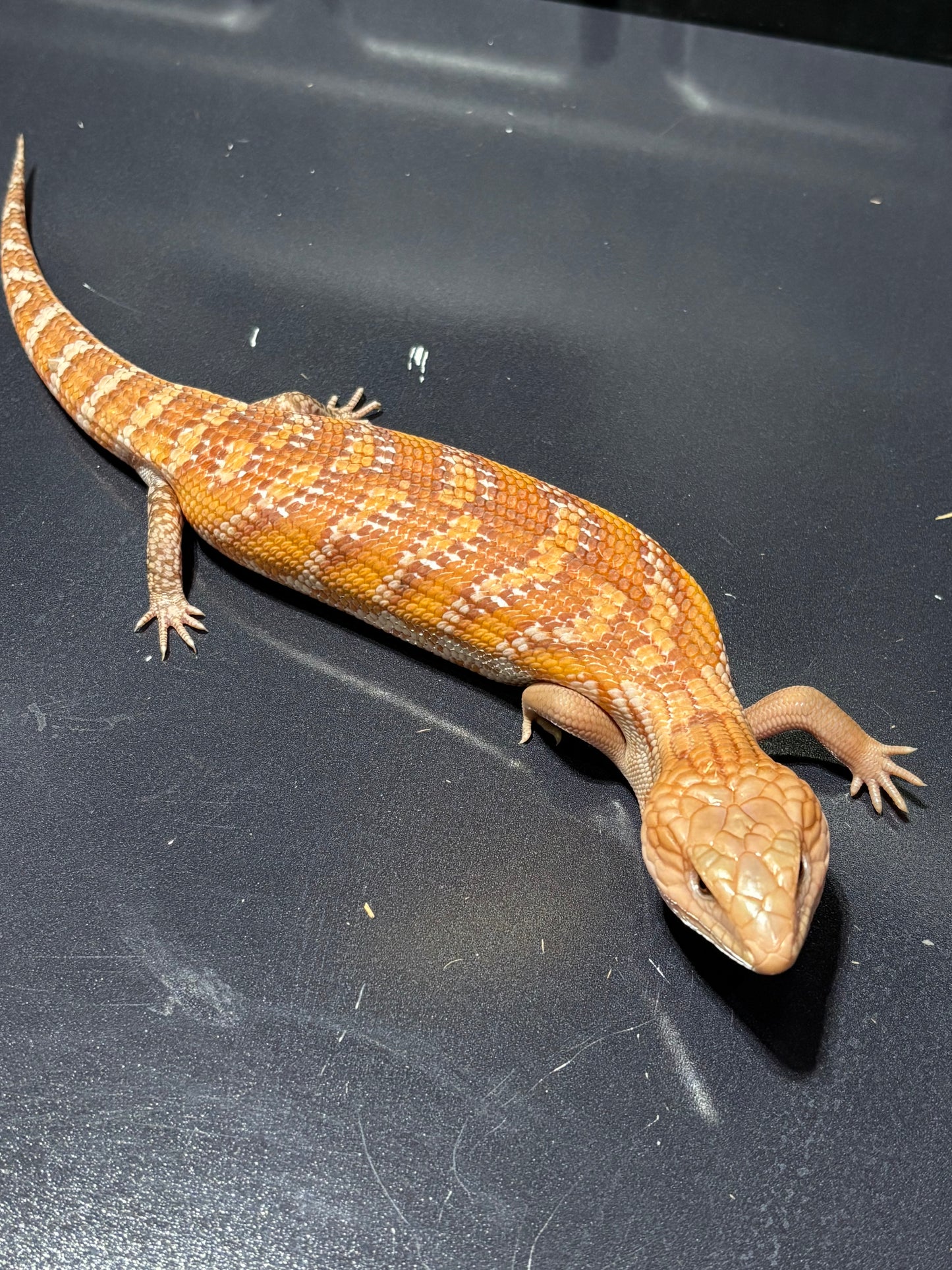 Orange Northern 2026AI10