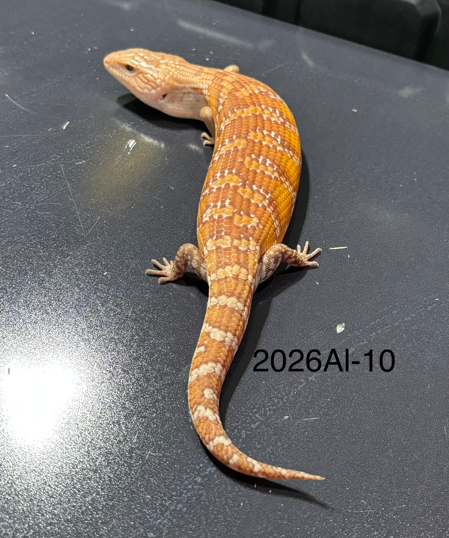 Orange Northern 2026AI10