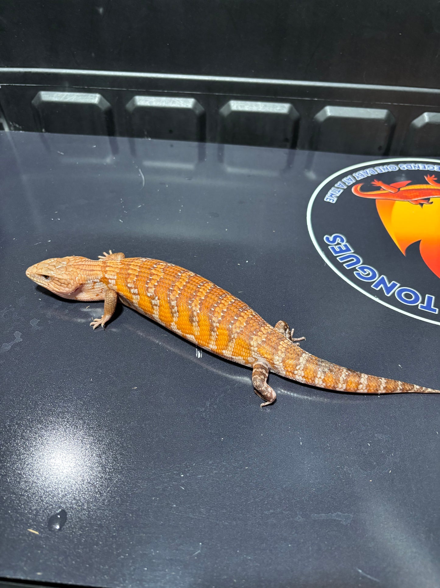 Orange Northern 2026AI4