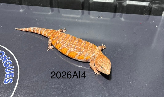 Orange Northern 2026AI4