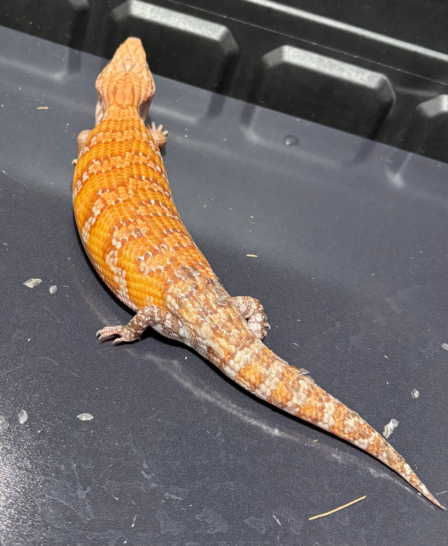 Orange Northern 2026AI3
