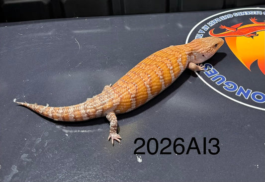 Orange Northern 2026AI3